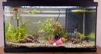 Aquarium 60L en 10L + onderdelen, Ophalen, Zo goed als nieuw, Leeg aquarium