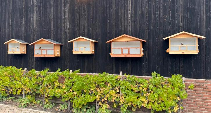Zangkooi, vinkenkooi, lijsterkooi, Dieren en Toebehoren, Vogels | Hokken en Kooien, Zo goed als nieuw, Vogelkooi, Metaal, Ophalen