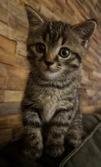 Britse korthaar mix, Dieren en Toebehoren, Katten en Kittens | Raskatten | Korthaar, Poes