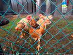 Te koop. Bruine Wyandotte Hennetjes, Dieren en Toebehoren, Pluimvee, Meerdere dieren, Kip