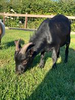 Mooie bok, Dieren en Toebehoren, Mannelijk, Geit, 0 tot 2 jaar