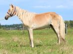 Te koop 2.5 jarige haflinger ruin met stamboek papier, Ruin, 0 tot 2 jaar, Recreatiepony, D pony (1.37m tot 1.48m)