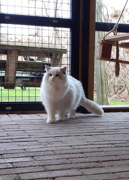 Ragdoll blue bicolor dekkater met stamboom, Dieren en Toebehoren, Katten en Kittens | Dekkaters, 0 tot 2 jaar