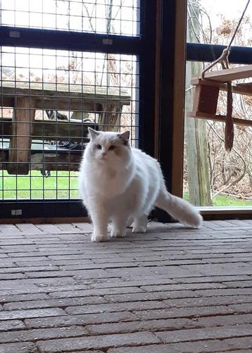 Ragdoll blue bicolor dekkater met stamboom  beschikbaar voor biedingen