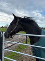 Prachtige mooie ruin!!, Met stamboom, Ruin, Dressuurpaard, 3 tot 6 jaar