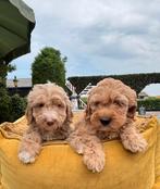 Labradoodle pups , medium, Nederland, Overige rassen, 8 tot 15 weken, Meerdere