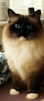 Mooie en lieve dekkater Seal Mitted (met stamboom) - Gouda