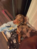 Kortharige Kanninchen Teckel Dekreu, Reu, 1 tot 2 jaar, Rabiës (hondsdolheid), Eén hond