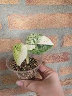 Alocasia Dragon Scale Mint, Overige soorten, Vaste plant, Ophalen of Verzenden, Bloeit niet