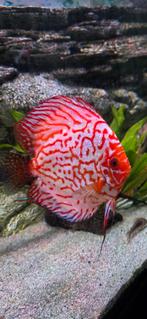 Pigeon blood jumbo stendker discusvis (aquarium), Dieren en Toebehoren, Vissen | Aquariumvissen, Vis, Zoetwatervis, Schoolvis