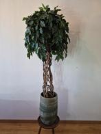Ficus exotica bol kunstplant op stam, Huis en Inrichting, Kamerplanten, Ophalen, Ficus, 100 tot 150 cm