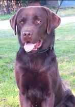 Labrador reu choco bruin LABRADOR Dekreu GROOT, Dieren en Toebehoren, Honden | Dekreuen, Rabiës (hondsdolheid), Reu, 1 tot 2 jaar