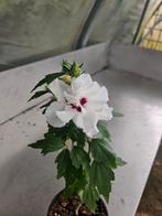 Hibiscus speciosus, Tuin en Terras, Planten | Tuinplanten, Ophalen of Verzenden, Zomer, Overige soorten, Volle zon