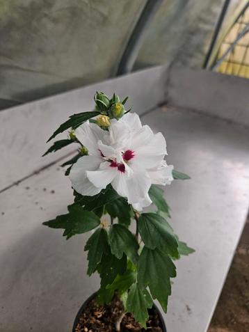 Hibiscus speciosus  beschikbaar voor biedingen