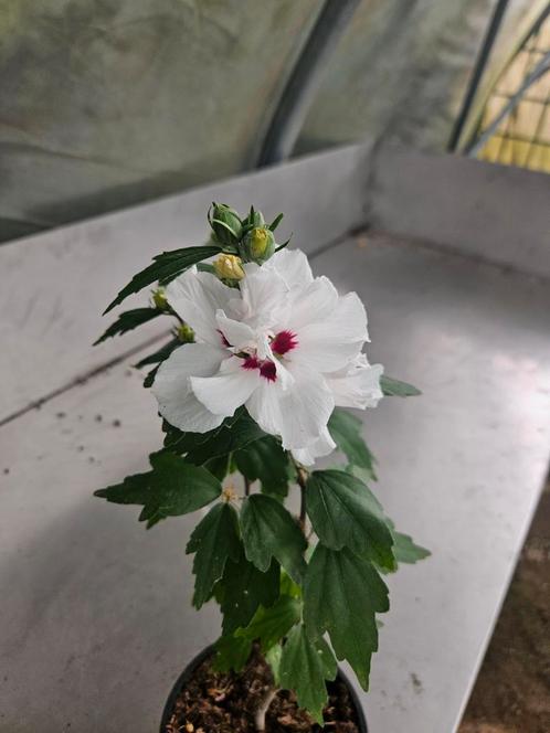 Hibiscus speciosus, Tuin en Terras, Planten | Tuinplanten, Overige soorten, Volle zon, Zomer, Ophalen of Verzenden