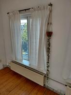 Chinese Lantaarnplant met Macramé Hanger, Overige soorten, In pot, 150 tot 200 cm, Groene kamerplant