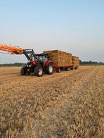 Te koop stroklem, Dieren en Toebehoren, Mannelijk, Schaap