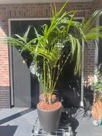 Schutterende palm met pot en aquasystem, Ophalen of Verzenden