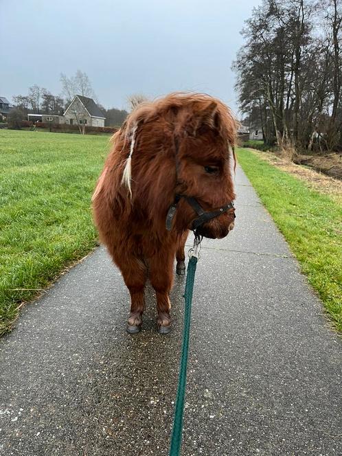 Verzorgster gezocht voor Shetlander Morris, Dieren en Toebehoren, Stalling en Weidegang