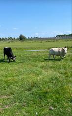 Mini zeboe s, Dieren en Toebehoren, Runderen, Mannelijk