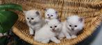 Raszuiver Ragdoll kittins, Dieren en Toebehoren, Katten en Kittens | Raskatten | Langhaar, Gechipt, Meerdere dieren, 0 tot 2 jaar