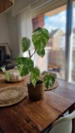 Monstera Variegata, Ophalen, Halfschaduw, In pot, Minder dan 100 cm