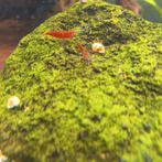 Neocaridina garnalen mix, Dieren en Toebehoren, Vissen | Aquariumvissen, Kreeft, Krab of Garnaal, Zoetwatervis, Schoolvis