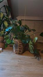 Monstera, Huis en Inrichting, Ophalen of Verzenden, Halfschaduw, Minder dan 100 cm
