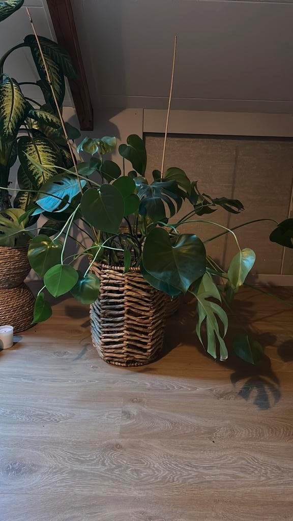Monstera, Huis en Inrichting, Kamerplanten, Minder dan 100 cm, Halfschaduw, Ophalen of Verzenden