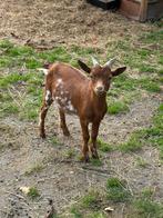 Prachtige lieve dwerggeit bokje van mei ‘25, Dieren en Toebehoren, Mannelijk, Geit