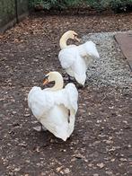 Knobbelzwaan vrouw, Dieren en Toebehoren, Pluimvee, Vrouwelijk, Gans of Zwaan