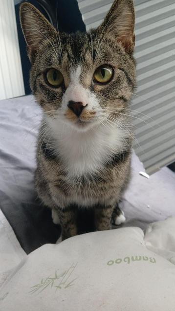 Katten beschikbaar voor biedingen