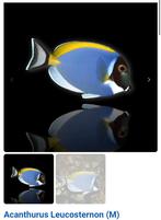 Zeeaquarium vissen, Vis, Zoutwatervis