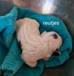 Boomer pups, Overige rassen, 8 tot 15 weken, Meerdere, Meerdere dieren