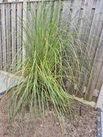 Pampasgras (zelf uitsteken), Ophalen, Overige soorten, Volle zon
