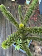 Bijzondere Araucaria boom, Bloeit niet, Overige soorten, 100 tot 250 cm, Ophalen