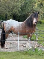 Stalling en weidegang gezocht, Dieren en Toebehoren, Stalling en Weidegang, Weidegang