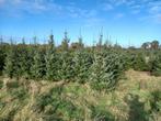 Kerstbomen, Tuin en Terras, Ophalen
