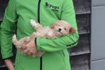Maltipoo pups, Dieren en Toebehoren, Honden | Niet-rashonden, Rabiës (hondsdolheid), 15 weken tot 1 jaar, Buitenland, Meerdere