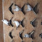 Tipllers, Dieren en Toebehoren, Vogels | Duiven, Mannelijk