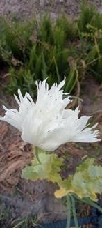 Papaver somniferum Indian Raja White zaden, Ophalen of Verzenden, Gehele jaar, Volle zon, Zaad