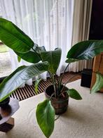 Plant groot, Ophalen of Verzenden