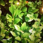 Buxus Planten - Ideaal voor Tuin & Balkon!, Tuin en Terras, Ophalen, Bloeit niet, Overige soorten, Volle zon