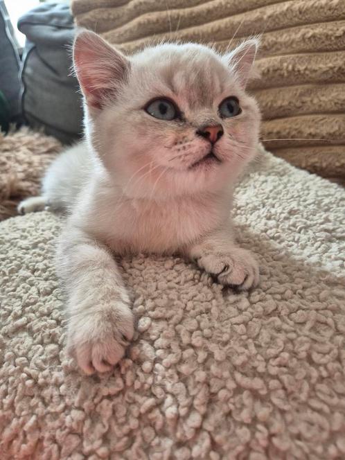 Prachtige raszuivere britse korthaar kittens beige, Dieren en Toebehoren, Katten en Kittens | Raskatten | Korthaar, Meerdere dieren