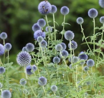 Zaden Blauwe Kogeldistel 2025 (Echinops spec.), deel 2 beschikbaar voor biedingen