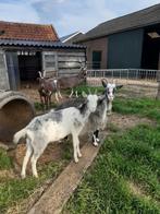 Geiten te koop Landgeiten, Dieren en Toebehoren, Vrouwelijk, Geit