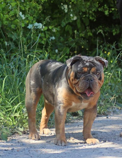 Old/new english bulldog dekreu, Dieren en Toebehoren, Honden | Bulldogs, Pinschers en Molossers, Reu, Bulldog, Particulier, Eén hond
