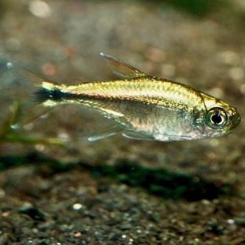 1x hemigrammus rodwayii gold tetra beschikbaar voor biedingen