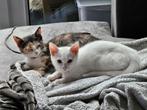 Twee jonge poesjes en spullen, Dieren en Toebehoren, Katten en Kittens | Overige Katten, Poes, Kortharig, 0 tot 2 jaar