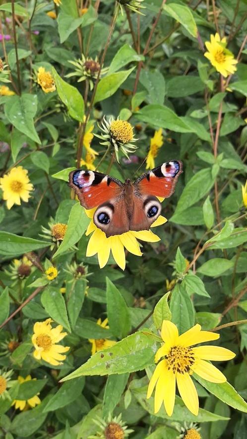 Onbespoten vaste planten bijen vlinder planten Sedum Pioenen, Tuin en Terras, Planten | Tuinplanten, Overige soorten, Volle zon
